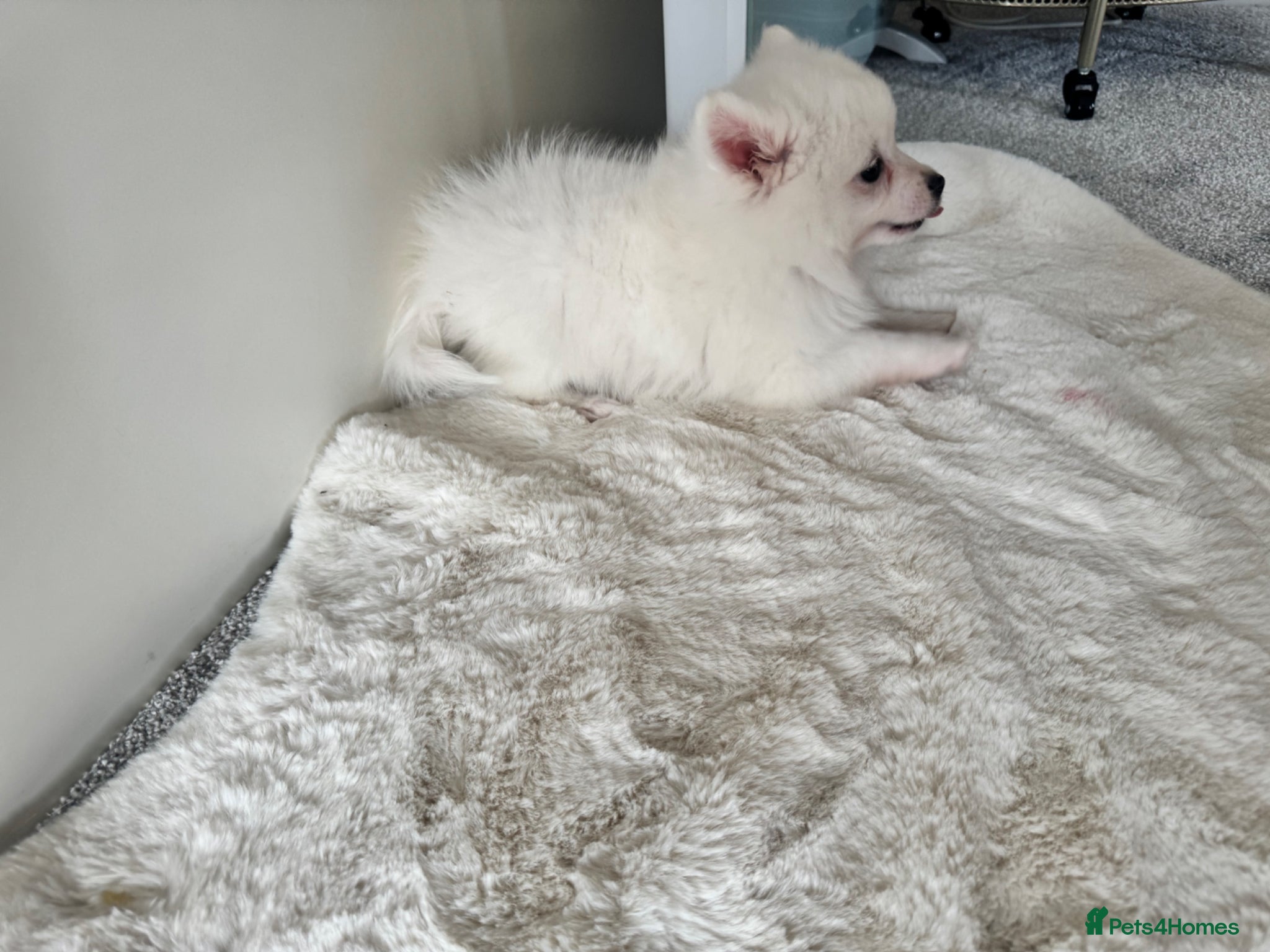 Pomeranian dogs Fluffy pomeranian puppies - Advert 2