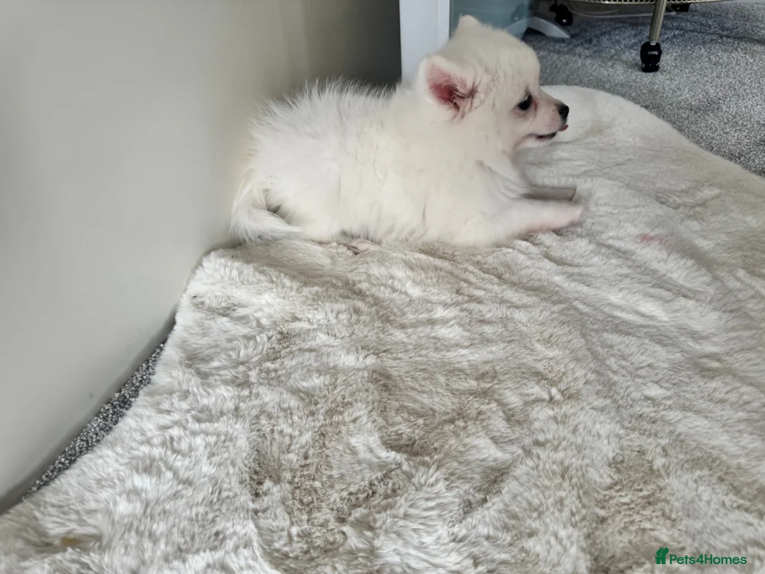 Pomeranian dogs for sale: Fluffy pomeranian puppies in London - Advert 2