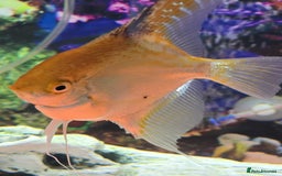 Tetras fish for sale: Diff fish for sale - Image 2
