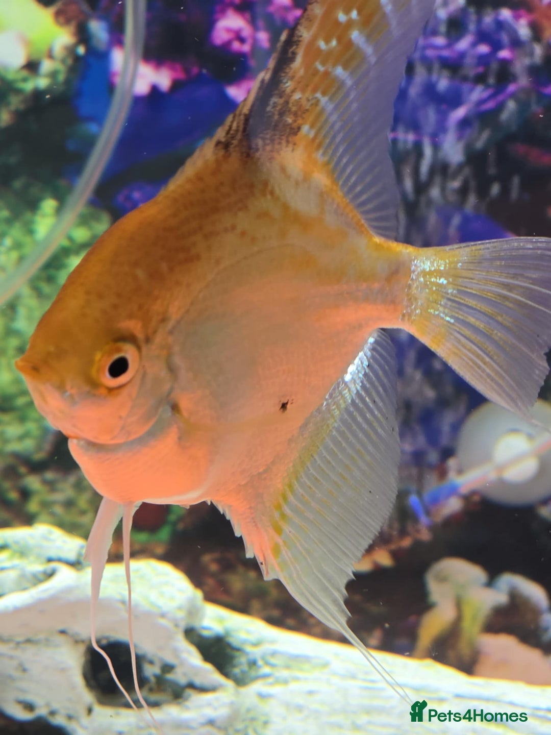 Tetras fish for sale: Diff fish for sale - Image 2