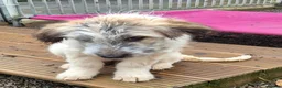 Mixed Breed dogs for adoption: Lola, Lena, Luna and Lyra  - Advert 6