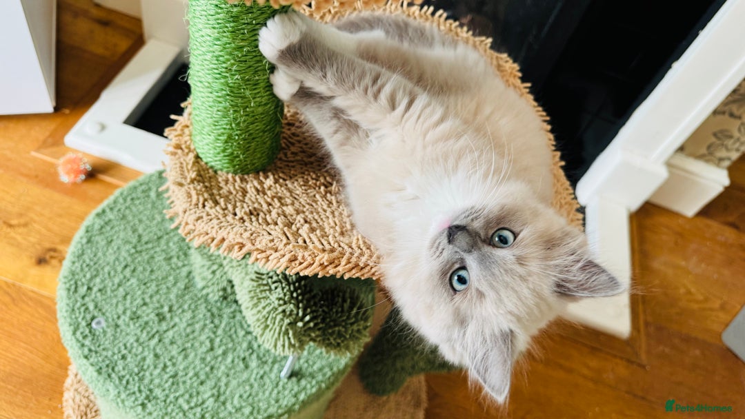 Ragdoll cats for sale: 2 Mink & 1 Blue Point Fluffy Babies  - Image 10