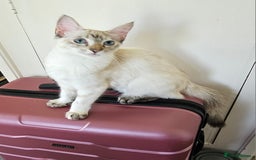 Siamese cats for sale: Beautiful Siamese x sphynx x kittens in Salisbury - Image 35