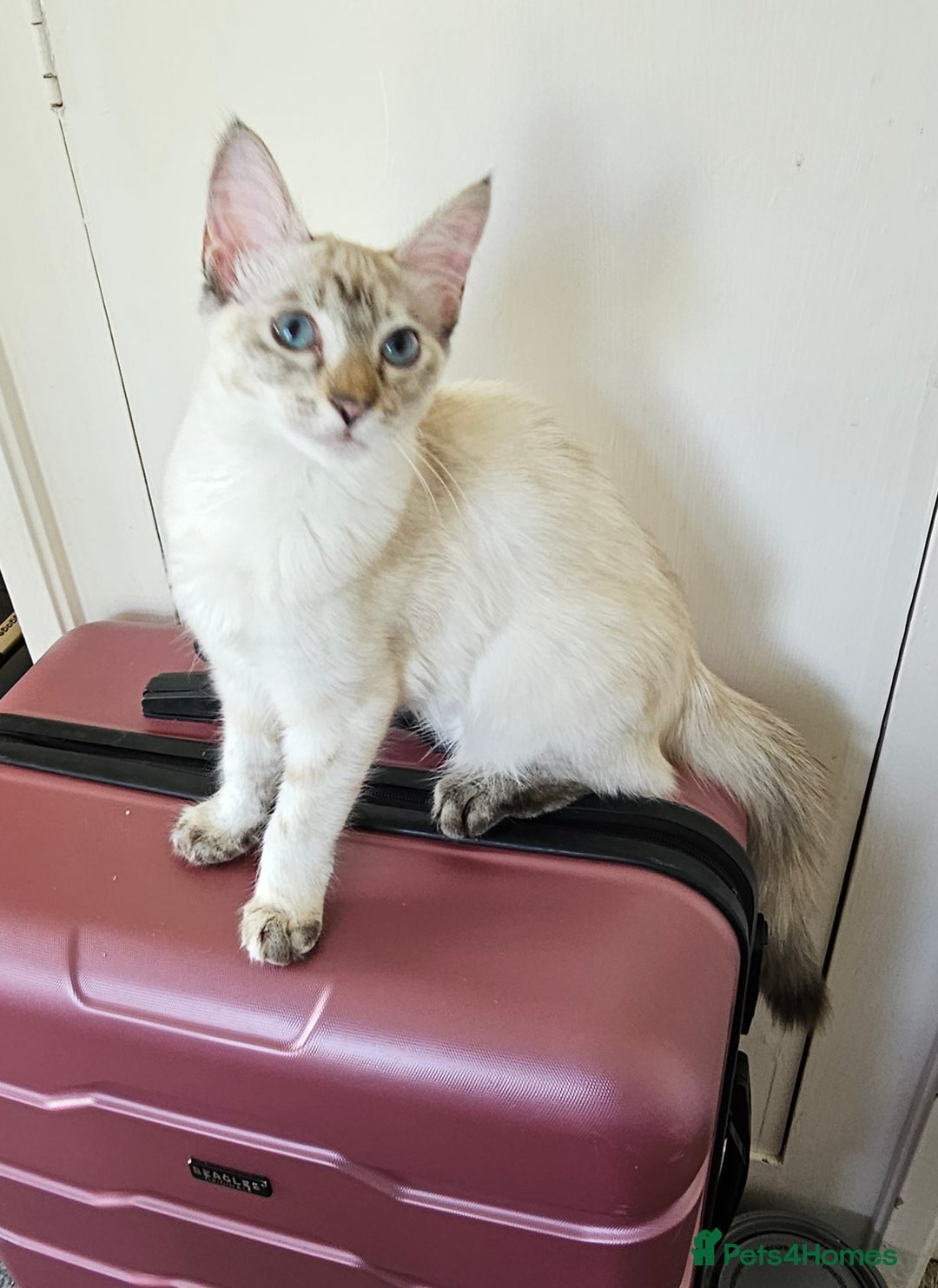 Siamese cats for sale: Beautiful Siamese x sphynx x kittens in Salisbury - Image 35