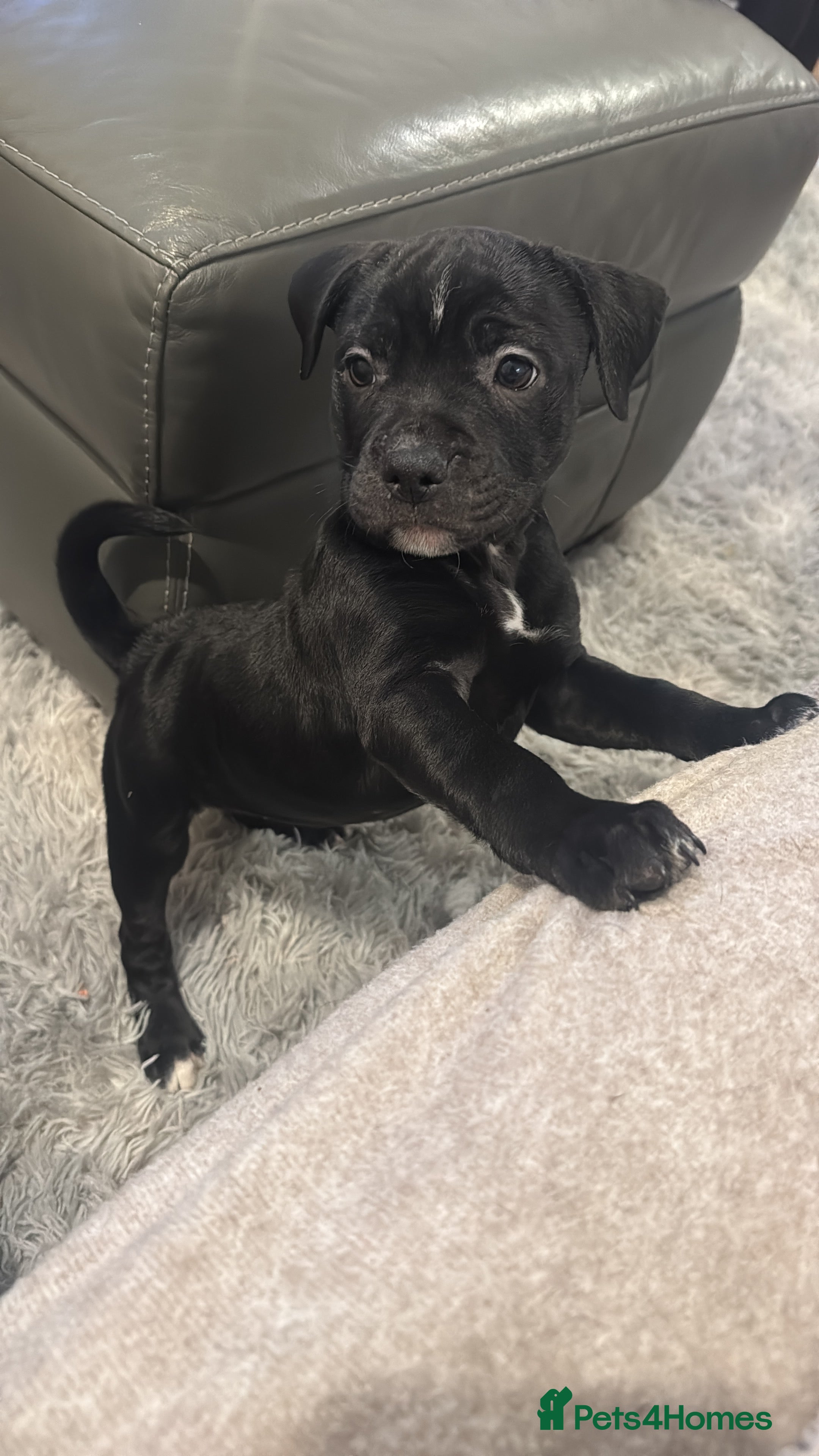 Staffordshire Bull Terrier dogs Last little staffy girl  - Advert 5