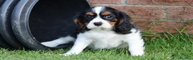 Cavalier King Charles Spaniel Puppy 3