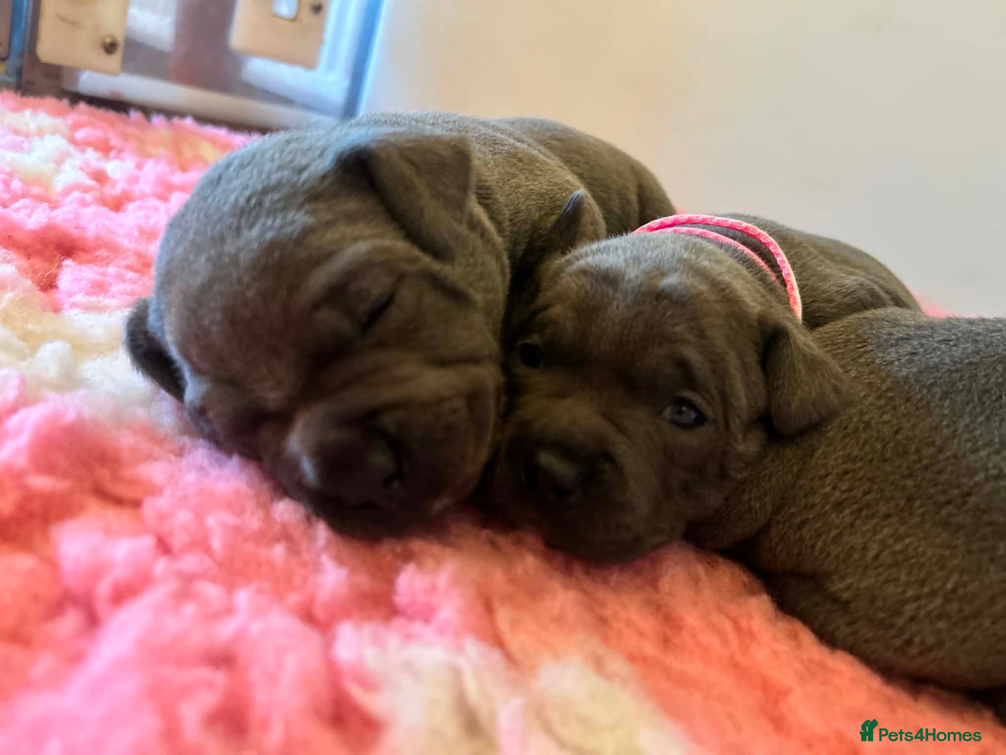 Staffordshire Bull Terrier dogs for sale: Top pedigree blue Staffordshire bull terriers in Glasgow - Advert 2