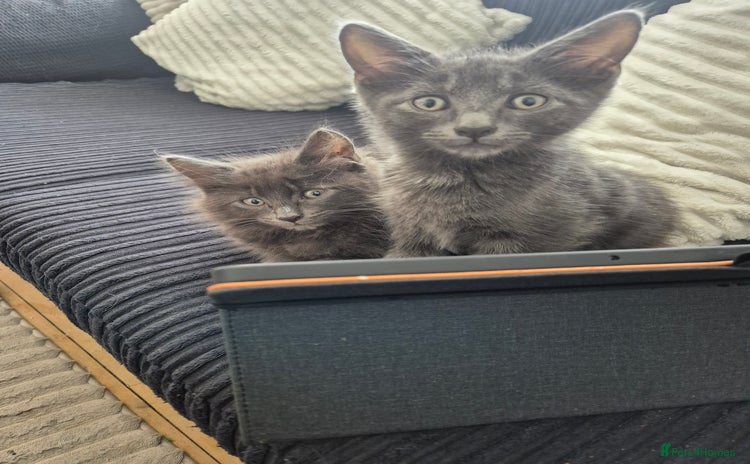 Domestic Shorthair cats - Advert 7