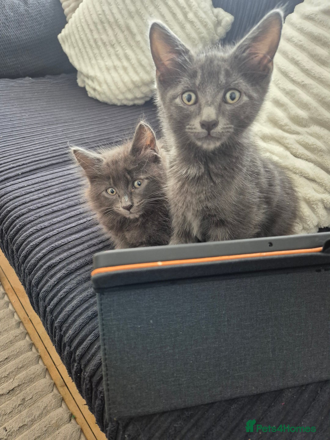Domestic Shorthair cats for sale: Kittens x 2 boy's brothers - Image 1