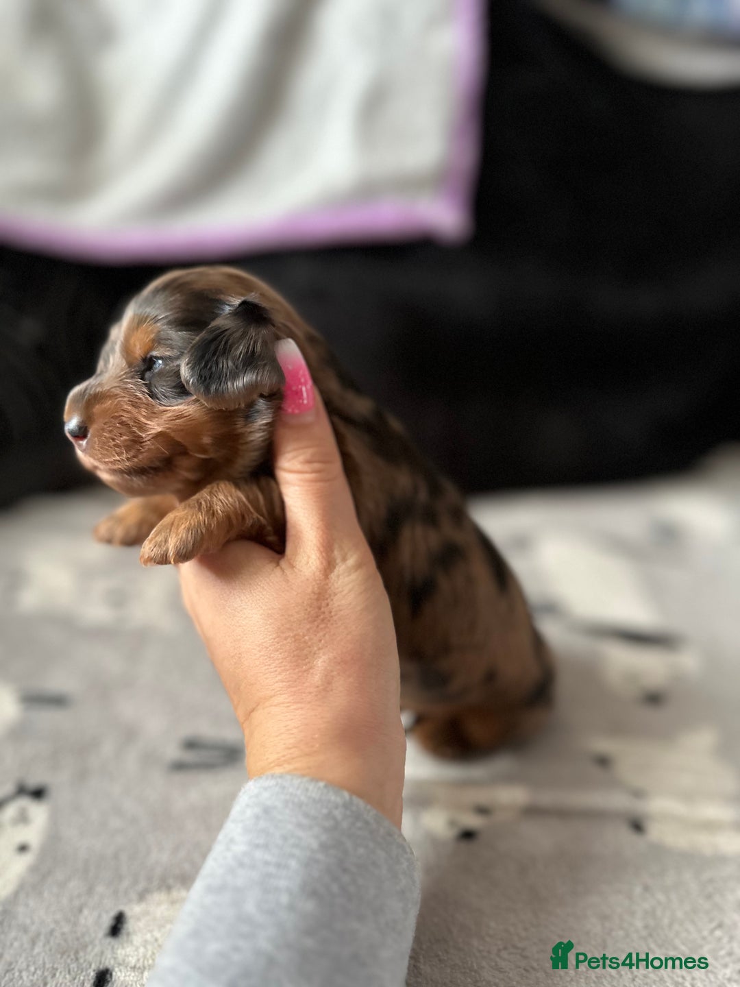 Miniature Dachshund dogs for sale: Miniature Dachounds  - Advert 10