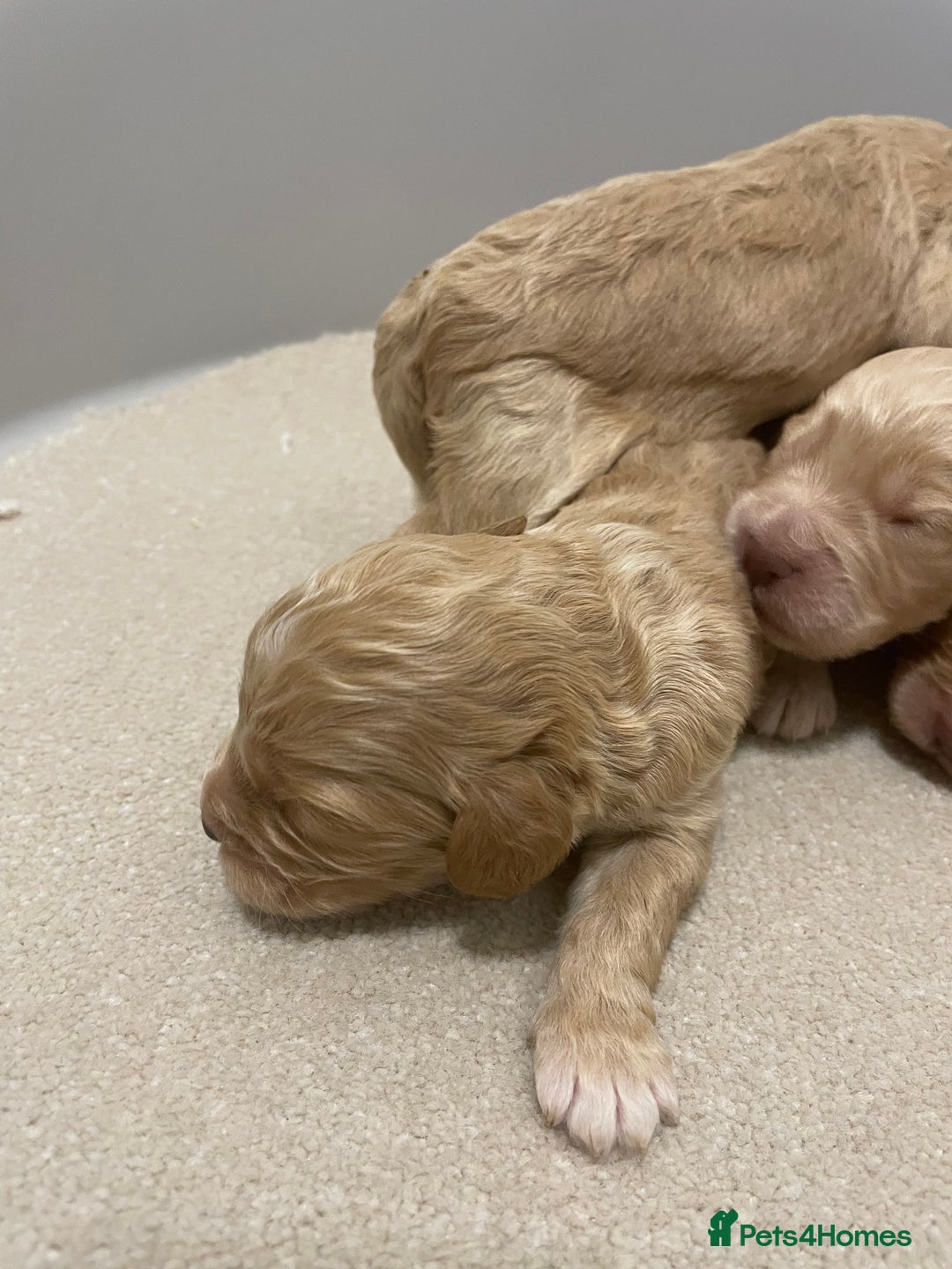 Cockapoo dogs for sale: Pra clear f1 cockpoo - Image 13