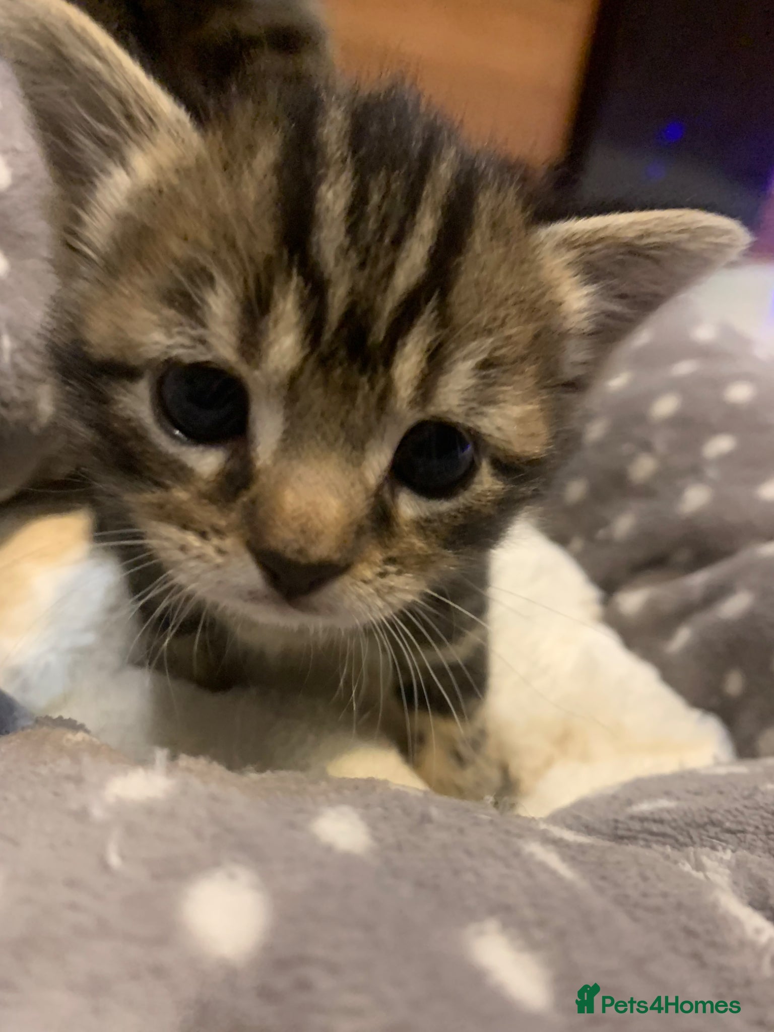 Mixed Breed cats for sale: Shorthair Tabby’s mixed breed in Solihull - Advert 24