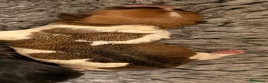 Jack Russell 1