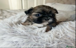 Shih Tzu dogs for sale: ✨✨Stunning Imperial puppies ✨✨ - Image 3