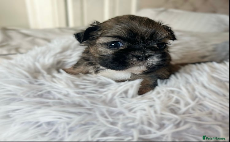 Shih Tzu dogs - Advert 18
