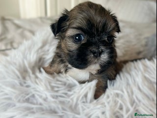 Shih Tzu dogs - Advert 10
