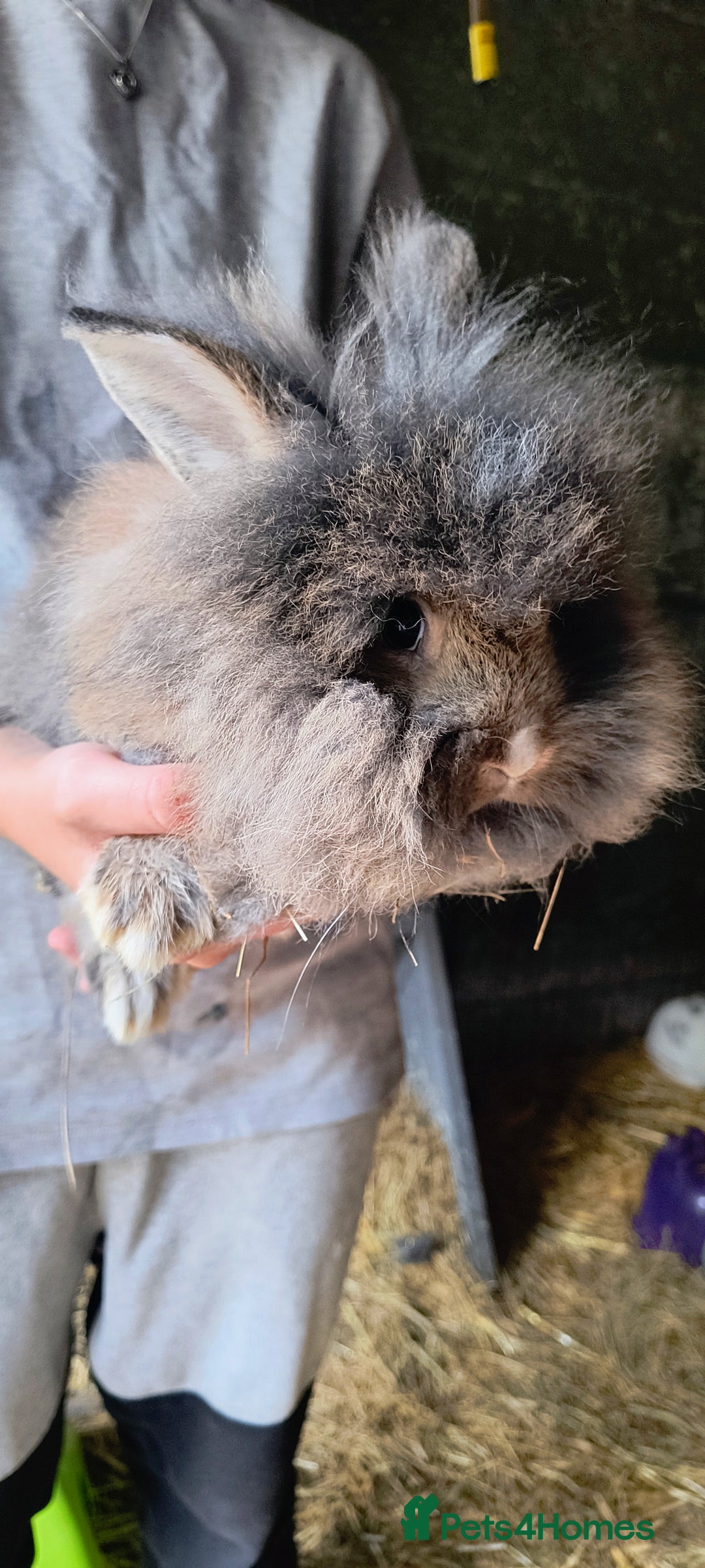 Mini Lion Lop rabbits for sale: Baby mini lion lop *PLEASE READ* - Image 2