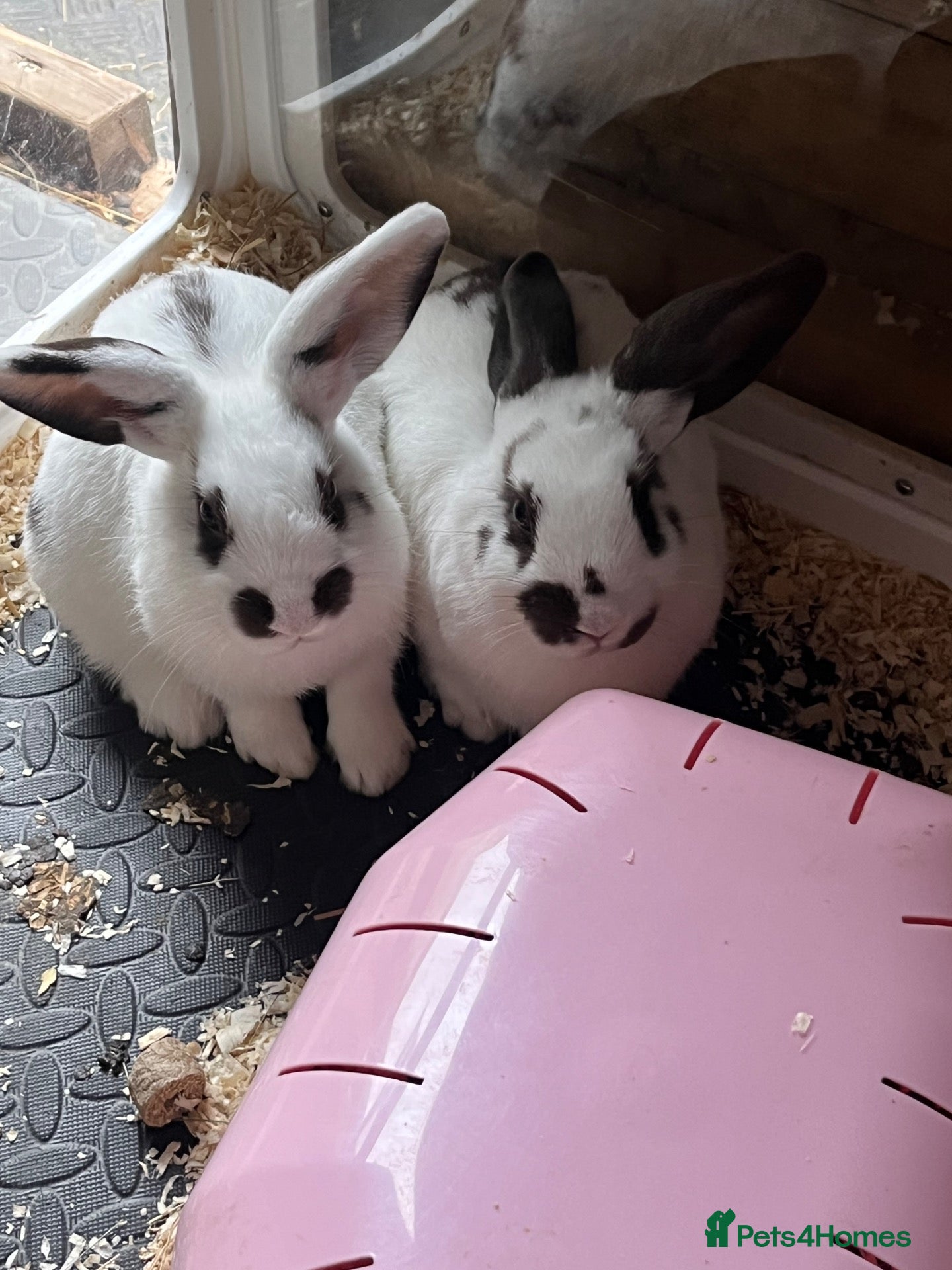 Mixed Breed rabbits Gorgeous babies ready now - Advert 18