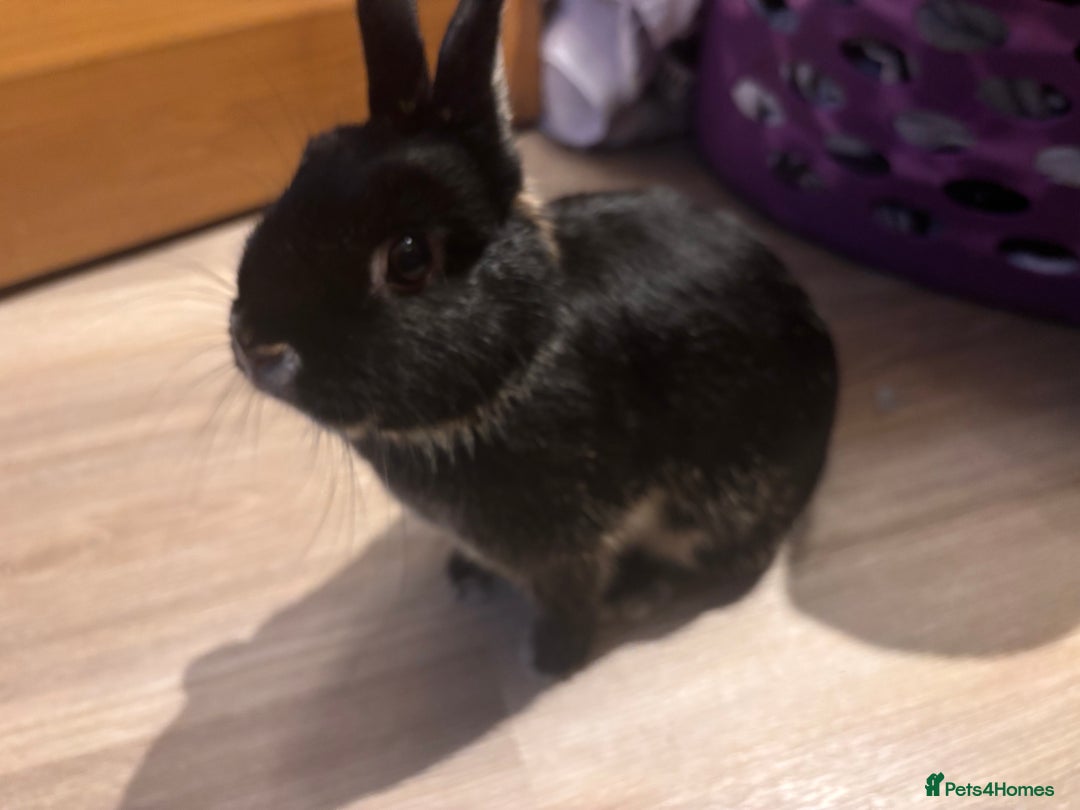 Netherland Dwarf rabbits for sale: Netherland Dwarf Bunnies - Advert 5