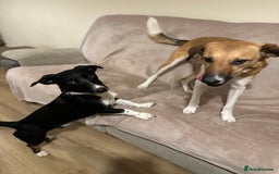Mixed Breed dogs for sale: Buddy - Image 6