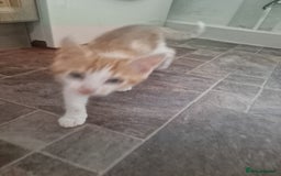 Mixed Breed cats for sale: Kittens - Image 4