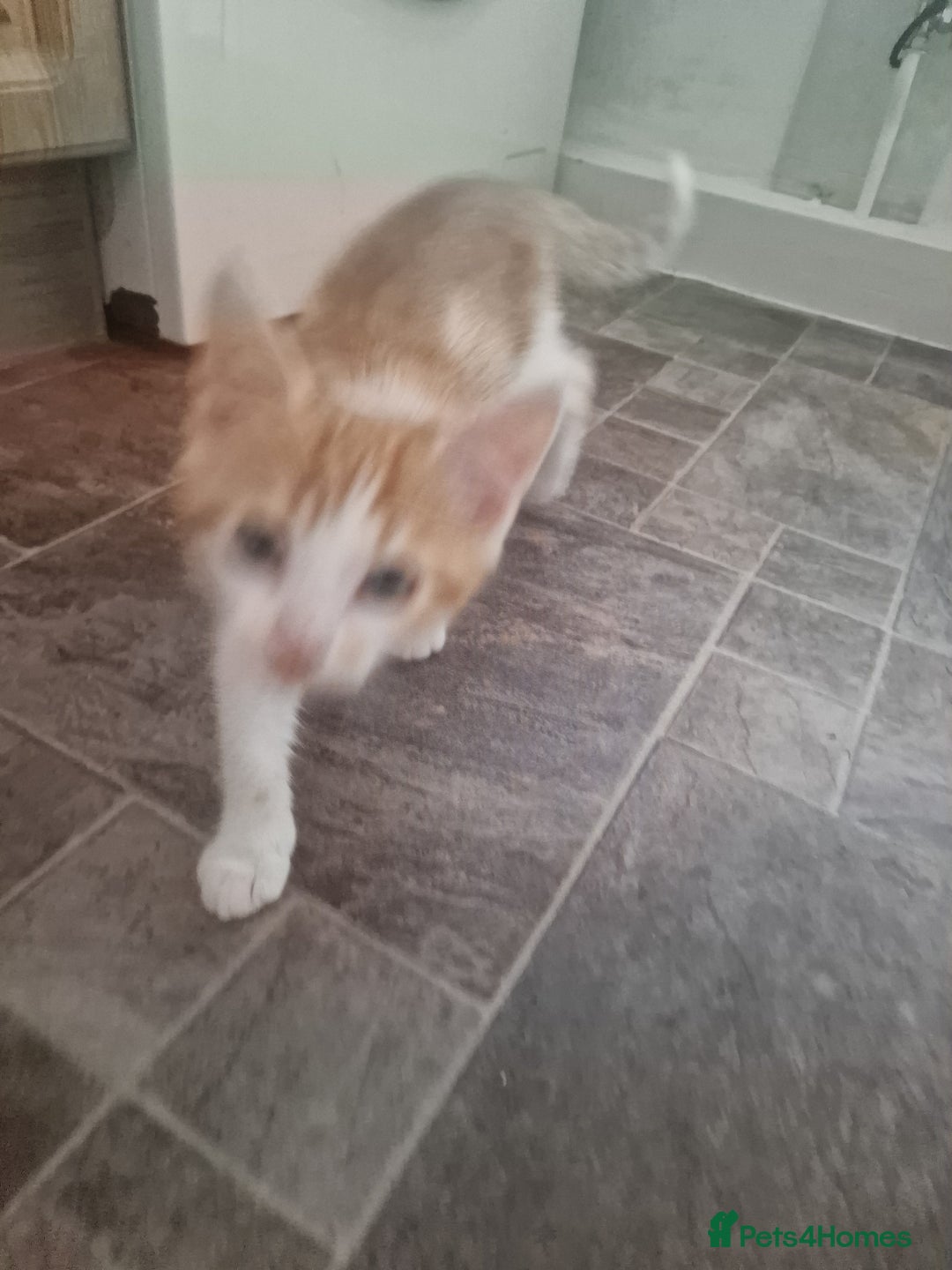 Mixed Breed cats for sale: Kittens - Image 4