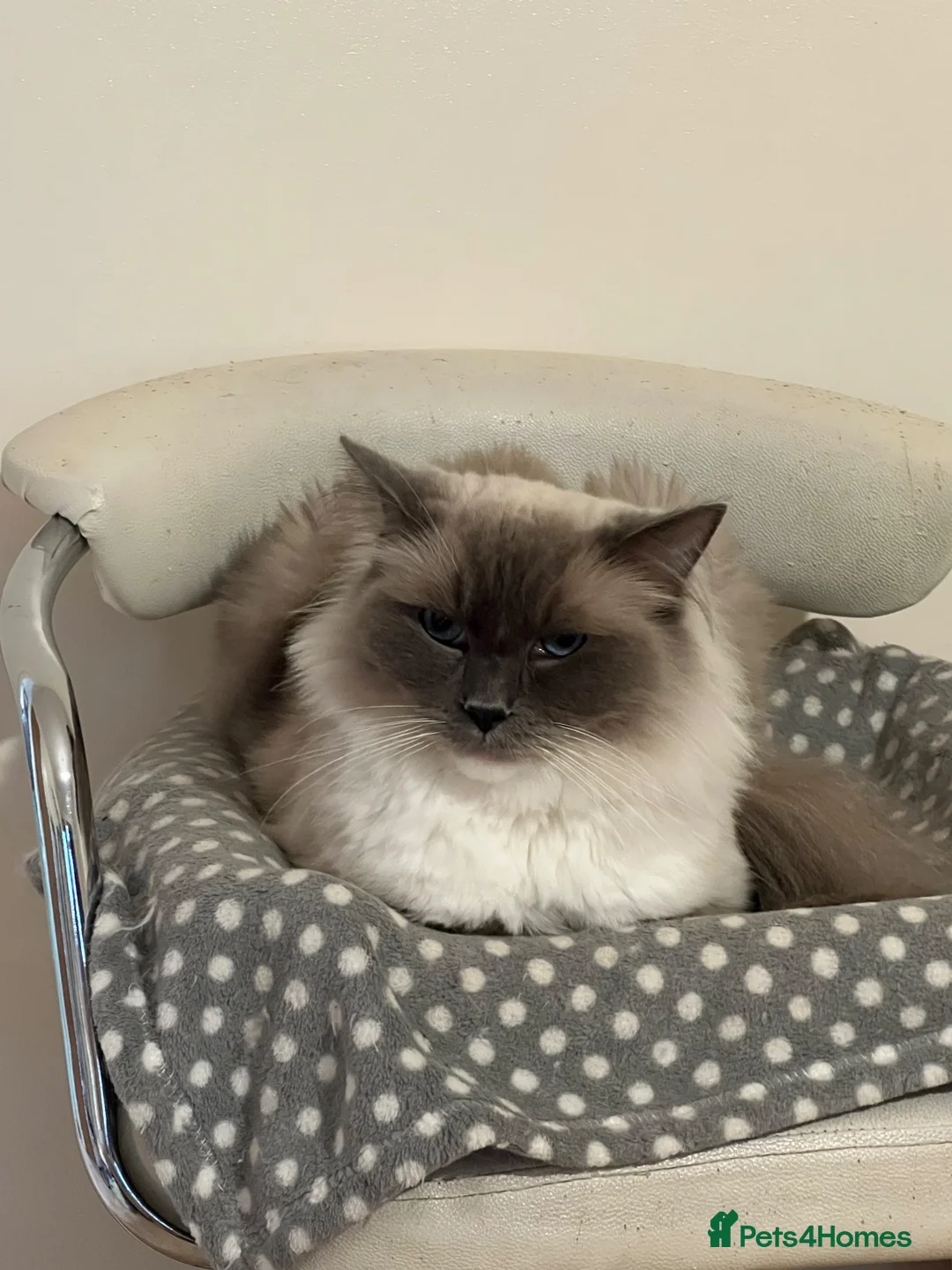 Ragdoll cats for sale: Handsome male Ragdoll for sale  - Advert 2