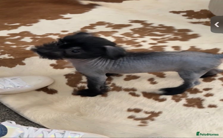 Chinese Crested dogs - Advert 1