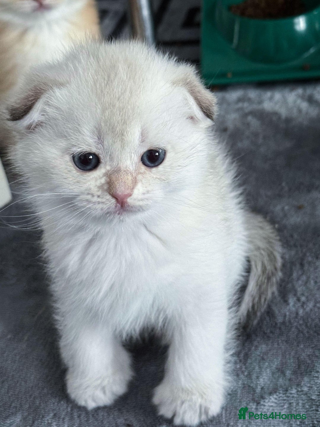 Scottish Fold cats for sale: purebred kittens Gold Scottish Fold Chinchilla - Image 6
