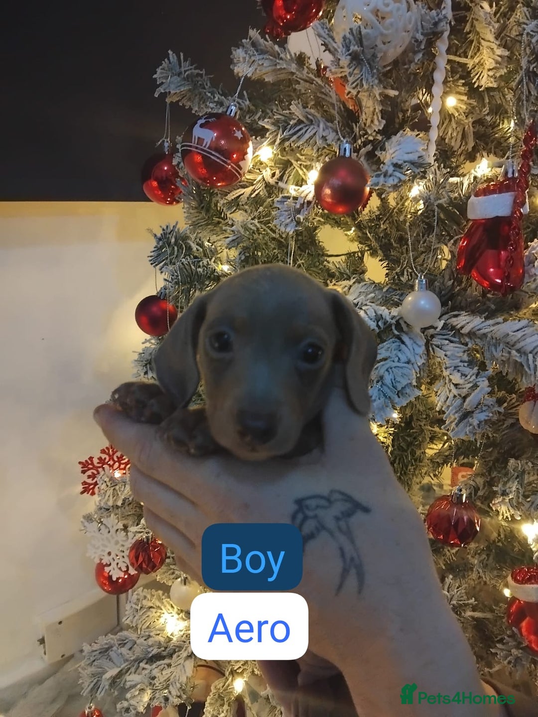 Dachshund dogs for sale: Last 6 stunning boys left. - Advert 14