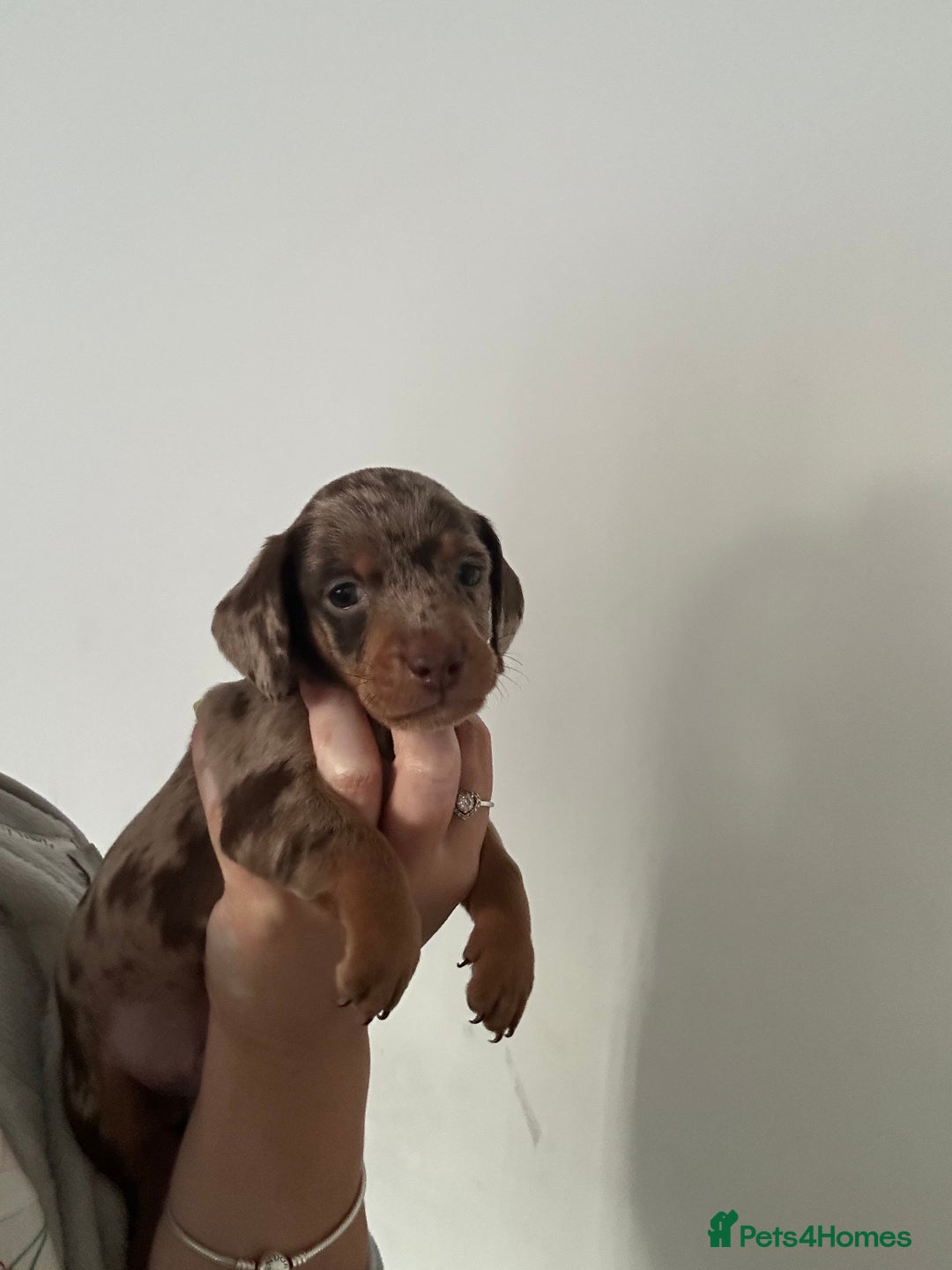 Miniature Dachshund dogs for sale: Miniature dashounds  - Advert 2