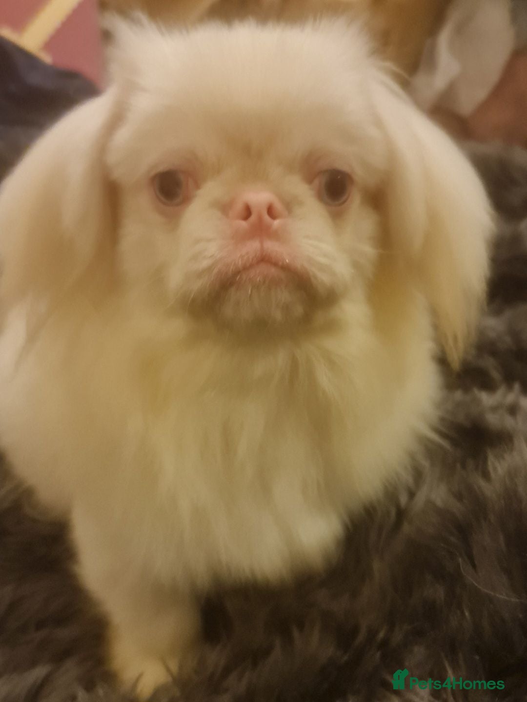 Pekingese dogs 💙 sleeve pekingese 💙 - Advert 2