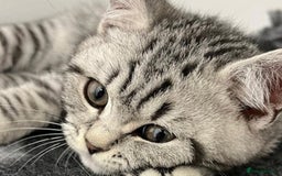 British Shorthair cats for sale: GCCF British Shorthair Silver Tabby Kittens - Image 1