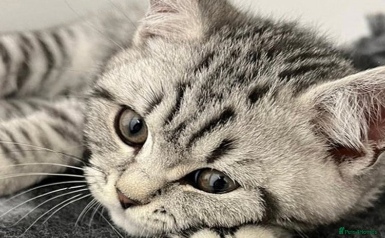 British Shorthair cats - Advert 6