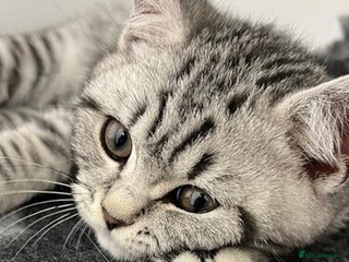 British Shorthair cats - Advert 32