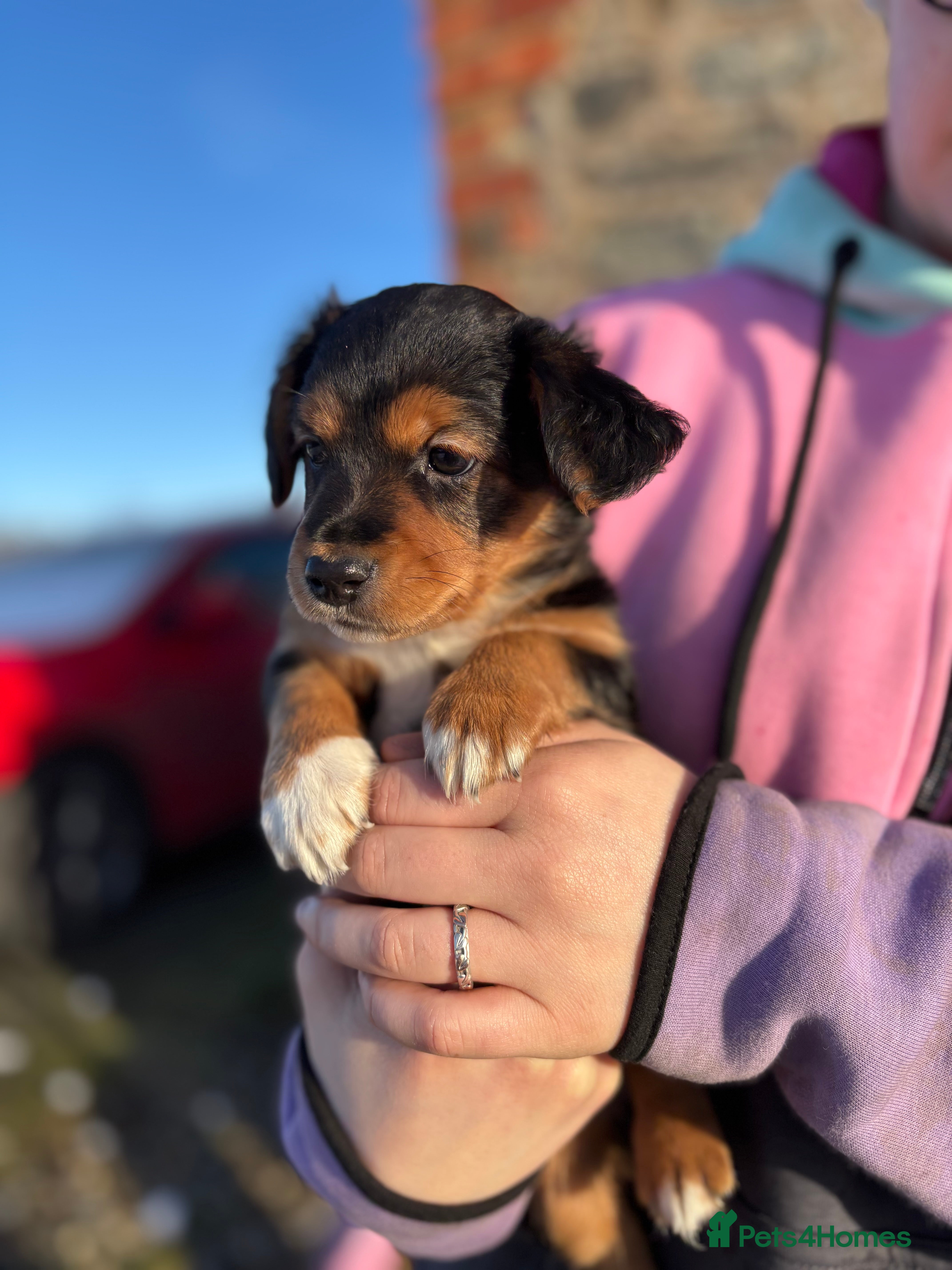 Jack Russell dogs Jack Russell terrier Pups!  - Advert 3