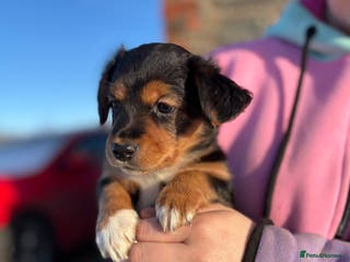Jack Russell dogs Jack Russell terrier Pups! - Advert 3
