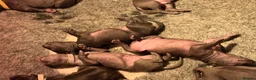 Thai Ridgeback dogs for sale: Thai ridgeback  in Ripon - Advert 9