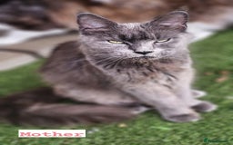 Maine Coon cats for sale: Prue breed mainecoon kittens - Image 3