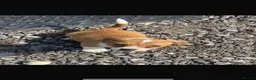 Jack Russell dogs for sale: Jack Russell puppies for sale  - Advert 18