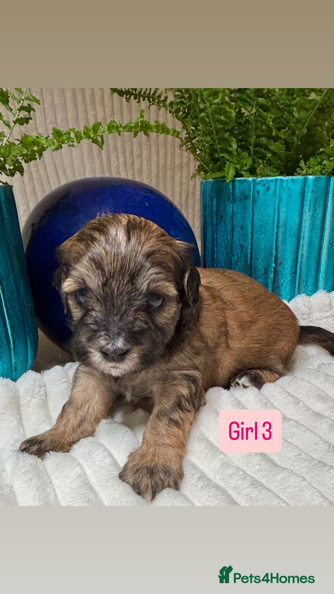 Havanese dogs for sale: 9 Beautiful Havanese Pedigree Puppies  - Advert 33