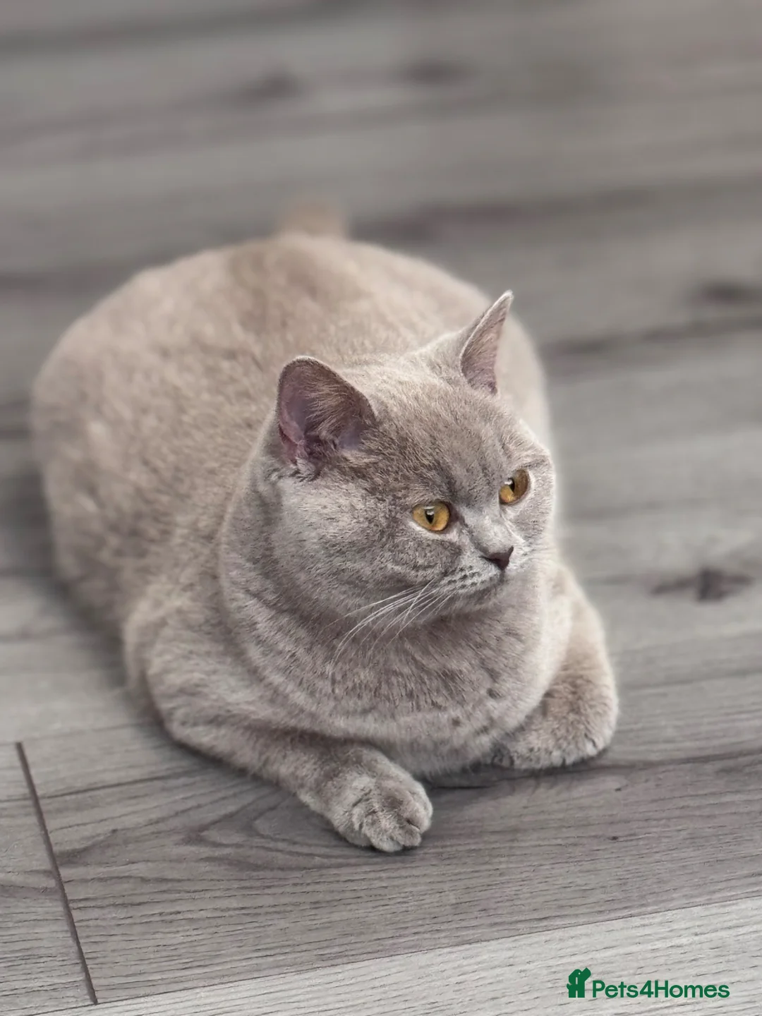 British Shorthair cats for sale: British short hair female very loving  - Advert 2