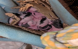Rat rodents for sale: Baby rats for sale  - Image 1