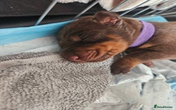 Dobermann dogs for sale: Doberman Puppies For Sale with FREE pet insurance - Image 4