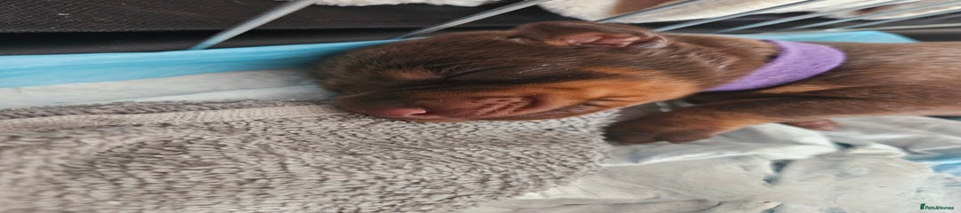 Dobermann Puppy 9