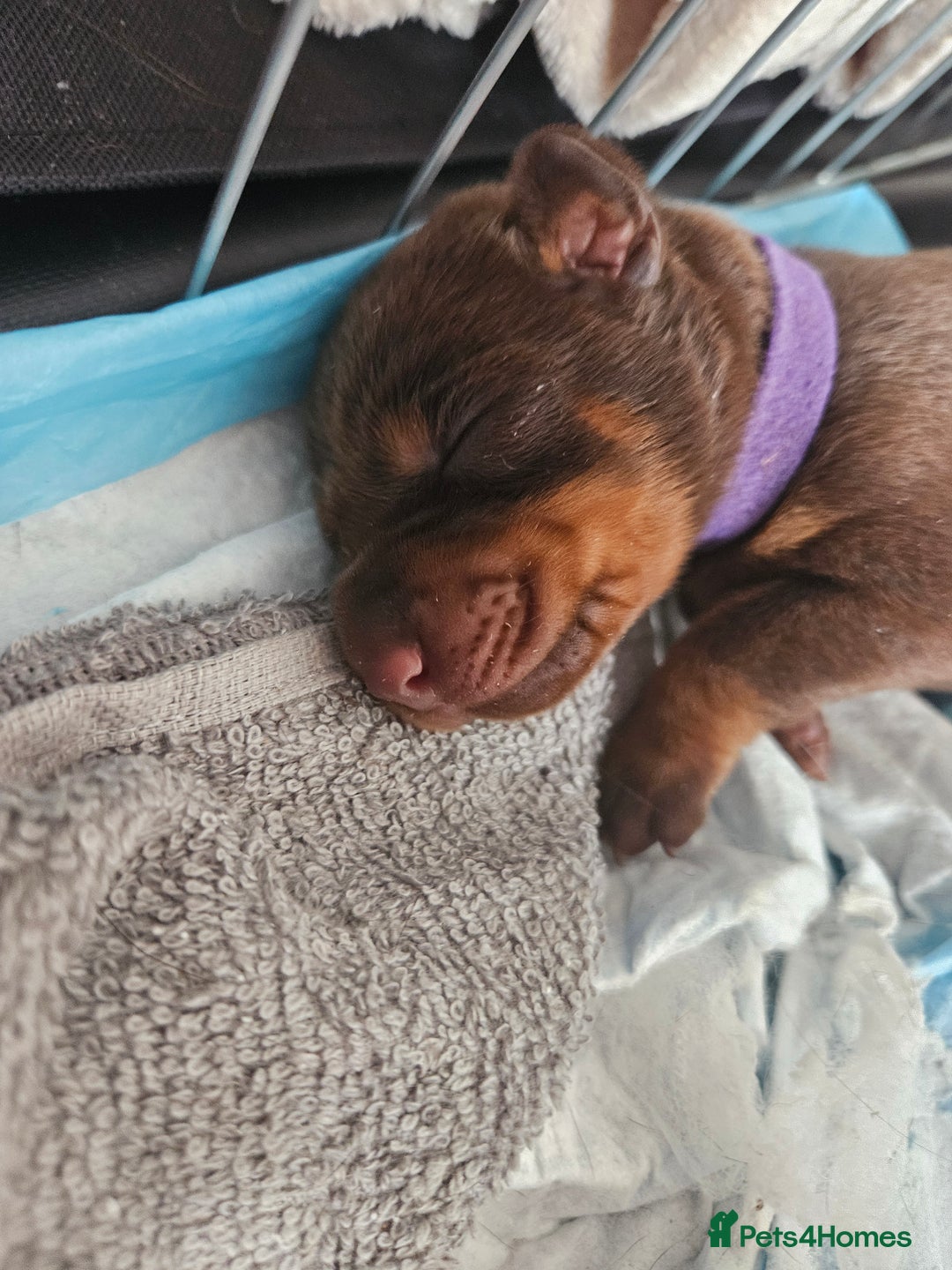 Dobermann dogs for sale: Doberman Puppies For Sale with FREE pet insurance - Image 4