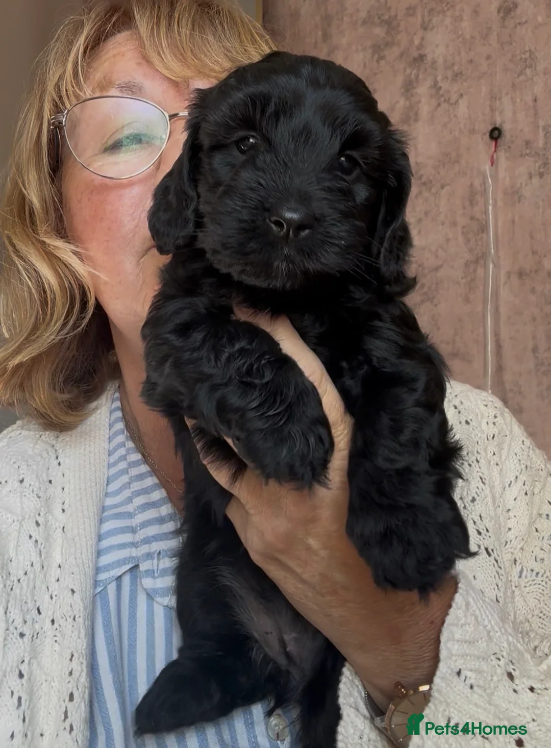 Mixed Breed dogs for sale: Working cocker. X lhasachon in Hull - Advert 2