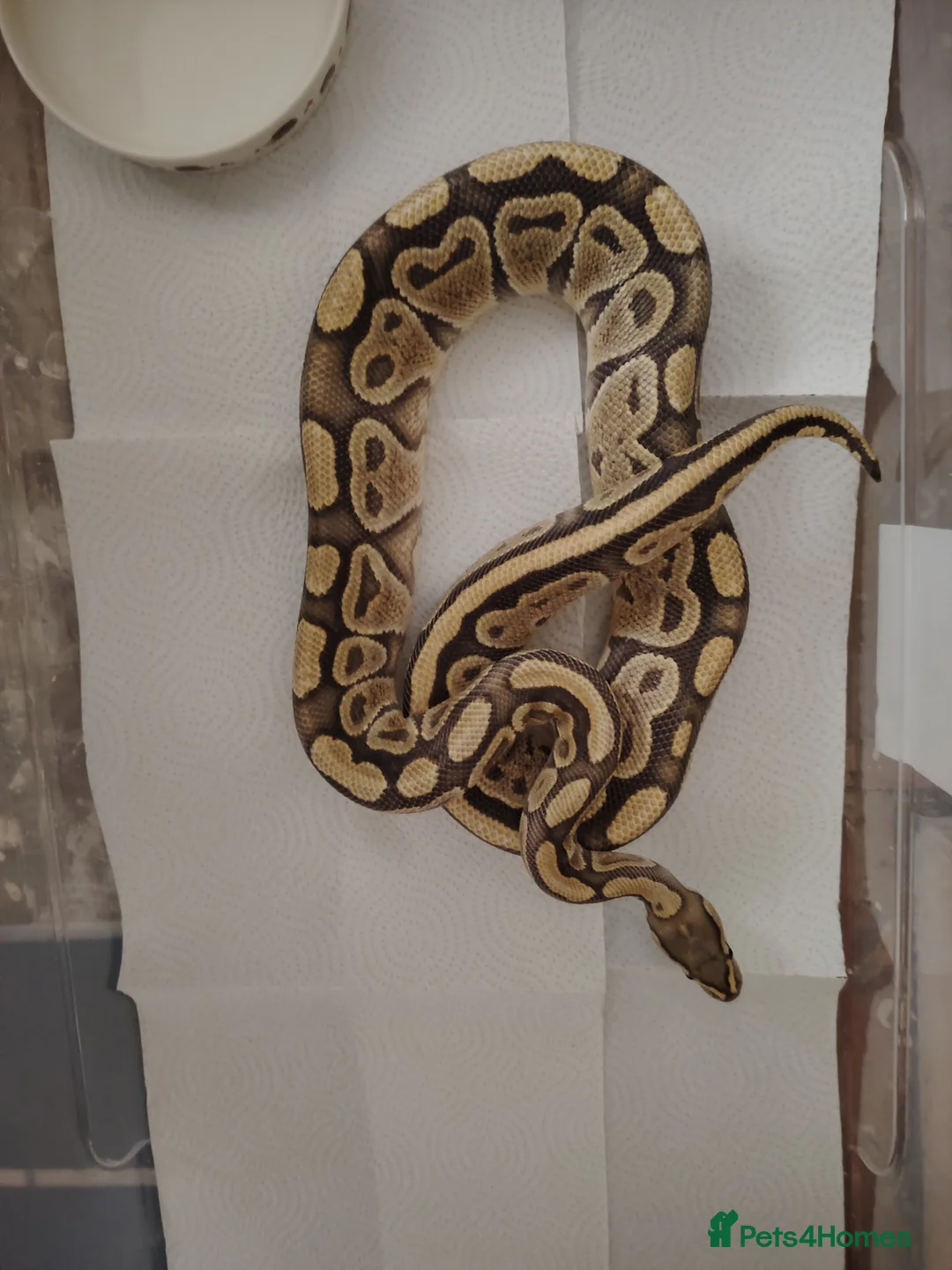 Python Snake reptiles for sale: Beautiful collection of pythons for sale  - Advert 3