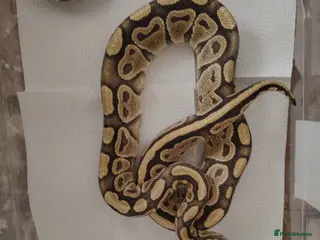 Python Snake reptiles Beautiful collection of pythons for sale - Advert 11