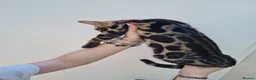 Bengal cats for sale: ❤️ Gorgeous Pure Bengal Babies! ❤️ - Advert 12